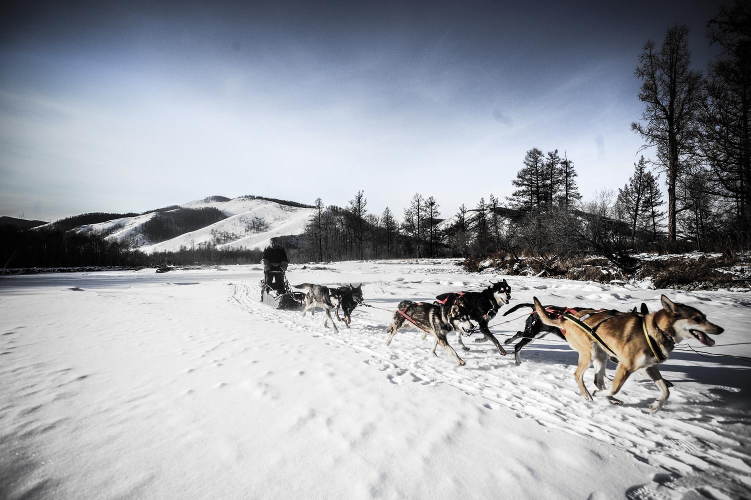 basile crespin photographe - reportage photo le musher des steppes, mongolie