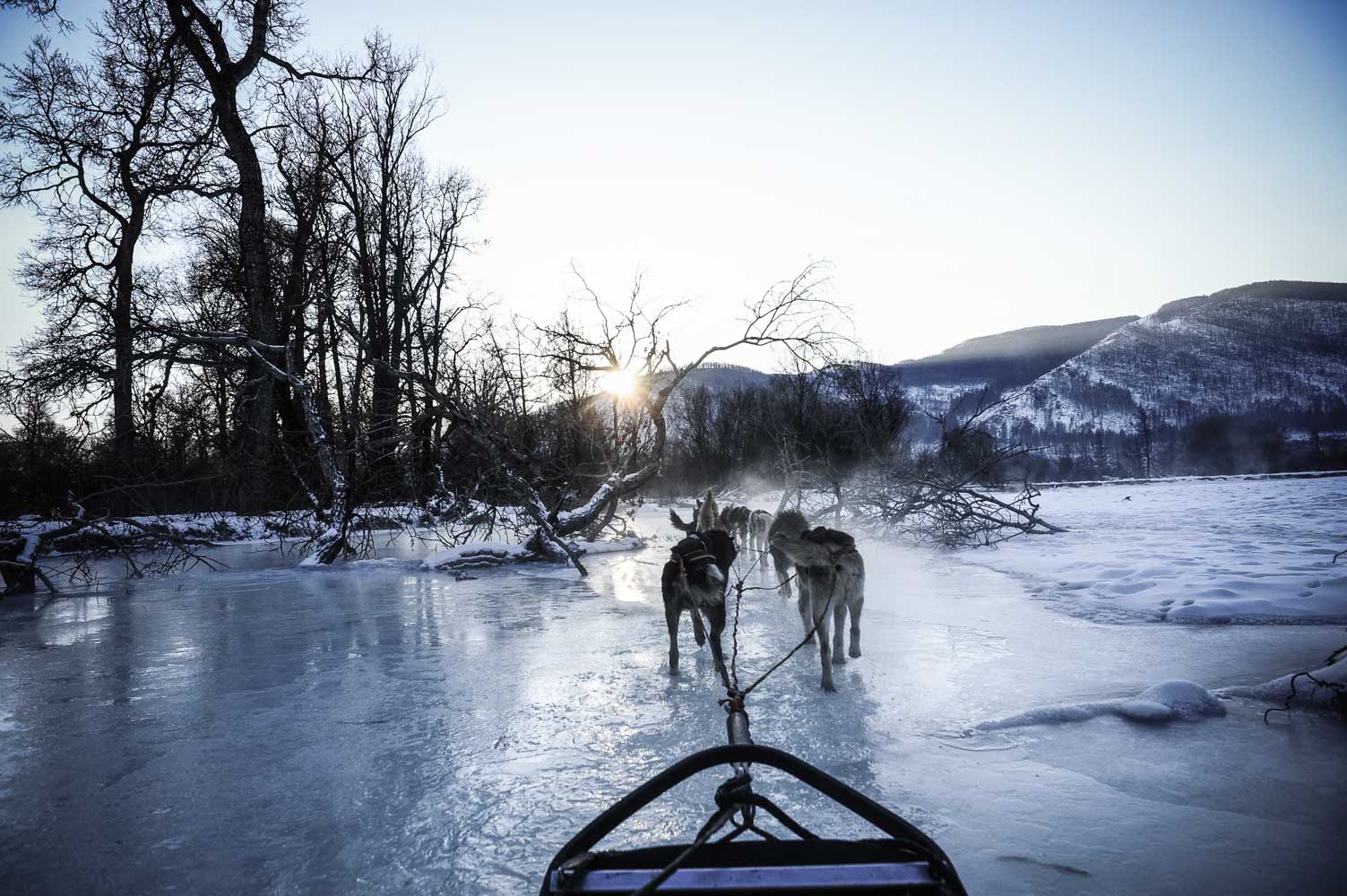 basile crespin photographe - reportage photo le musher des steppes, mongolie